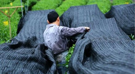 未来可期 | 世界抹茶超级工厂在江口!