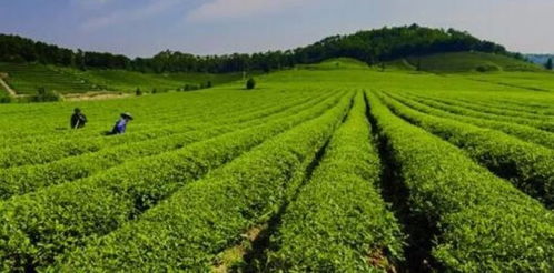 国外茶行业对2020年茶行业趋势预测