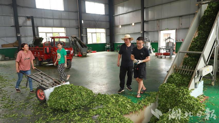 巴东金果坪乡:加工胚茶助农增收